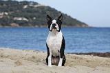 BOSTON TERRIER 337